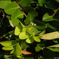 Chrysobalanus icaco L.